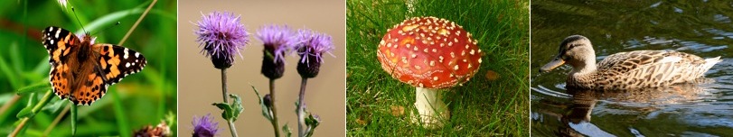 Selection of photographs to go with article
