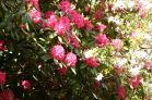 Kilarden Rhododendron