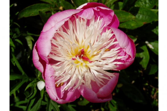 Peony at Braco