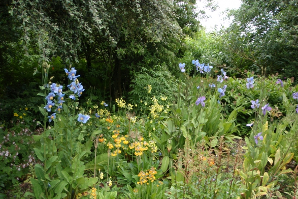 Mecanopsis in Mixed Planting