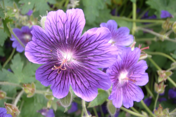 Geranium