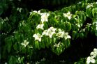 Cornus Kousa at Braco