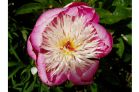 Peony at Braco