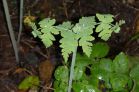 "Butterfly" Fern at Linn Garden