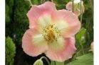 Mecanopsis