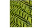 The Finer Detail of a Tree Fern