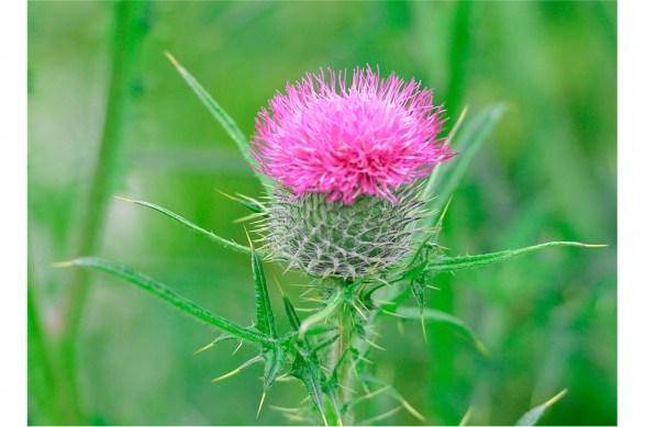 Thistle