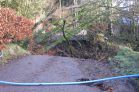 Which fell first? The bridge or the trees!