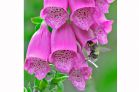 Foxglove