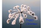 Happy Christmas!