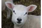 Portrait of a Lamb