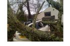A casualty of the storm!