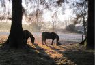 Silhoutte